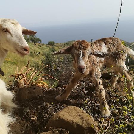 Sea Breeze Ecological Villa Agia Galini Dış mekan fotoğraf