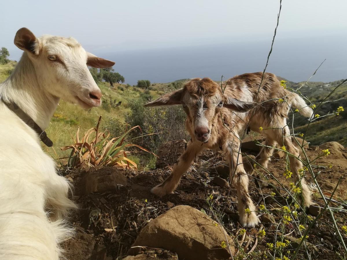Sea Breeze Ecological Villa Agia Galini Dış mekan fotoğraf