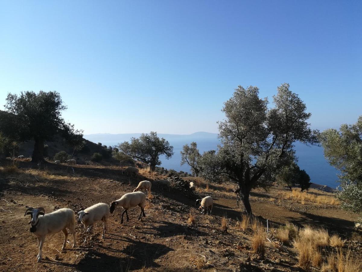 Sea Breeze Ecological Villa Agia Galini Dış mekan fotoğraf
